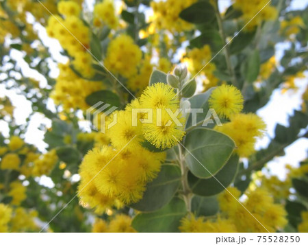 パールアカシヤ 75528250