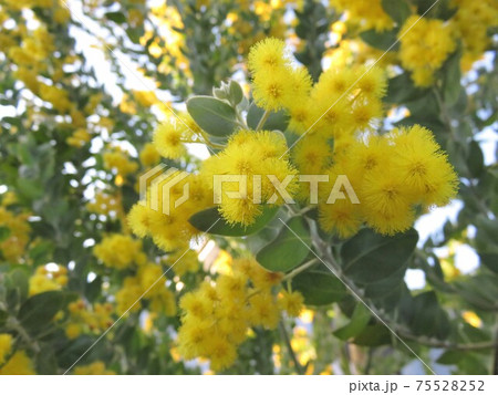 パールアカシヤ 75528252