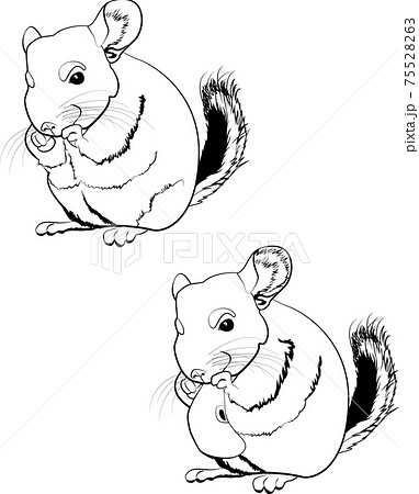Monochrome illustration of cartoon line art chinchilla with apple 75528263