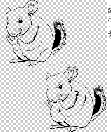 Monochrome illustration of cartoon line art chinchilla with apple 75528263