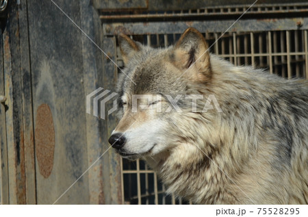 シンリンオオカミ Canis lupus lycaon 75528295