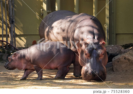 Little hippo with his mom 75528360