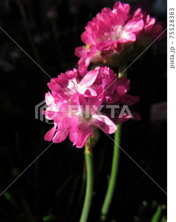 アルメリア 75528363