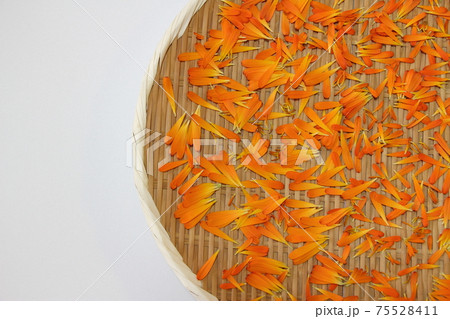 カレンデュラ 75528411