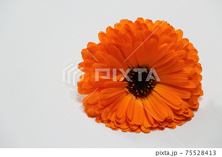 カレンデュラ 75528413