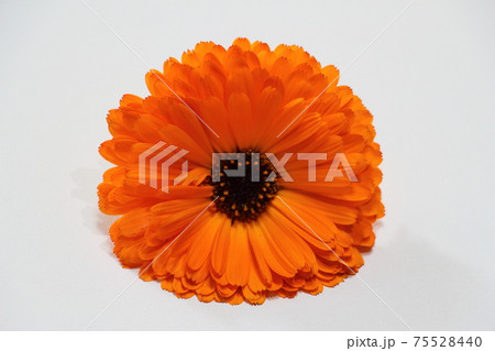 カレンデュラ 75528440