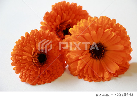 カレンデュラ 75528442