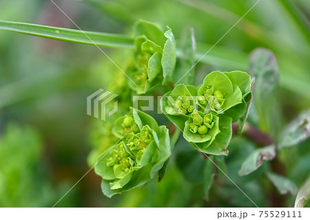 トウダイグサ 75529111