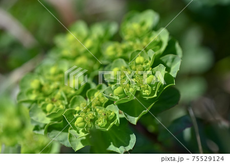 トウダイグサ トウダイグサ 75529124