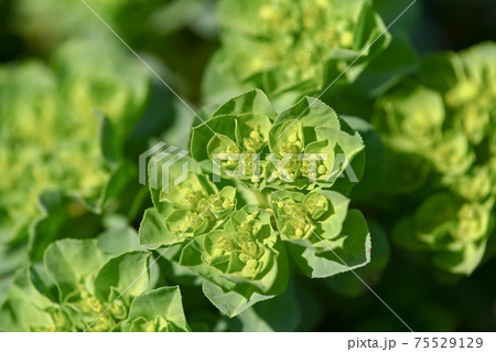 トウダイグサ トウダイグサ 75529129