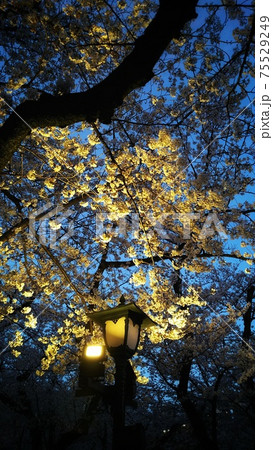 靖国神社の夜桜 靖国神社の夜桜 75529249