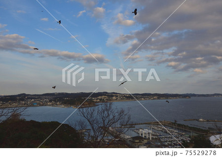 江ノ島×トンビ×風景 75529278