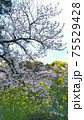北の丸公園の桜と菜の花 北の丸公園の桜と菜の花 75529428