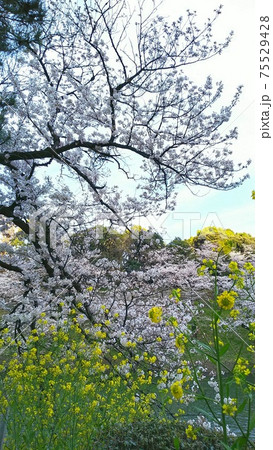北の丸公園の桜と菜の花 北の丸公園の桜と菜の花 75529428