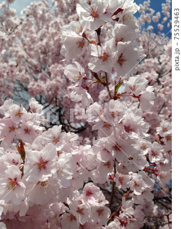 福島県の会津美里町の宮川の千本桜の写真素材