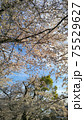 北の丸公園の桜 北の丸公園の桜 75529627