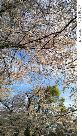 北の丸公園の桜 75529627