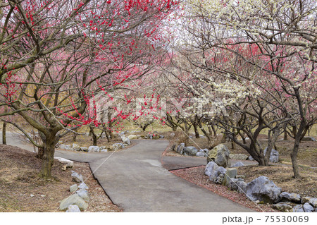 いなべ市梅林公園 満開の枝垂れ梅 いなべ市梅林公園 満開の枝垂れ梅 75530069