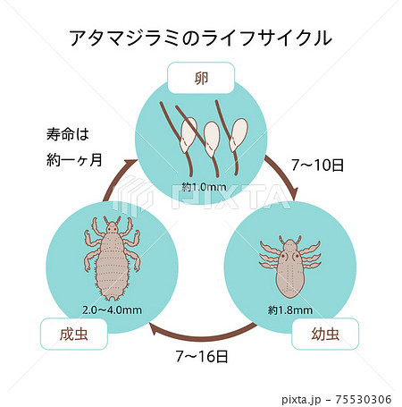 アタマジラミ シラミ サイクル イラスト 75530306