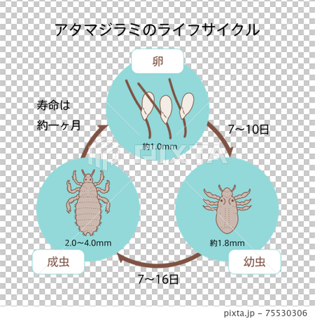 アタマジラミ シラミ サイクル イラスト 75530306