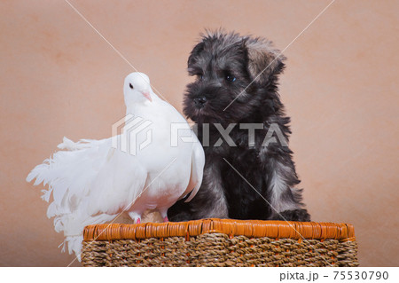 Щенок цвергшнауцера интересуется белым голубем и удивлен голубем 75530790