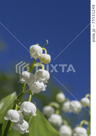 lily of the valley. Blooming lily of the valley in the summer garden lily of the valley. Blooming lily of the valley in the summer garden 75531249