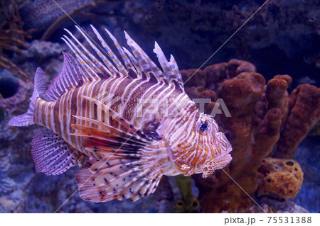 Red Lionfish (Pterois volitans).Pterois volitans. Red lionfish Pterois volitans aquarium fish. 75531388