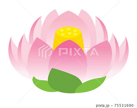 蓮の花のイラスト 75531690