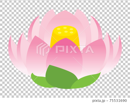 蓮の花のイラスト 75531690