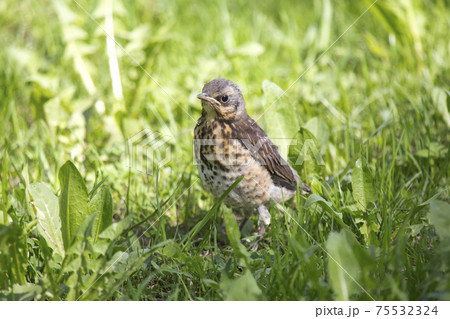 chick(Turdus pilaris) on green grass.. 75532324