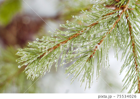 coniferous branches with raindrops 75534026