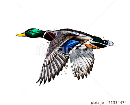 Duck from a splash of watercolor, colored drawing, realistic Duck from a splash of watercolor, colored drawing, realistic 75534474