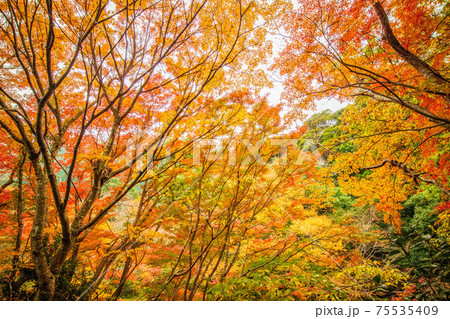 伊豆半島河津の秋　紅葉の河津七滝 75535409