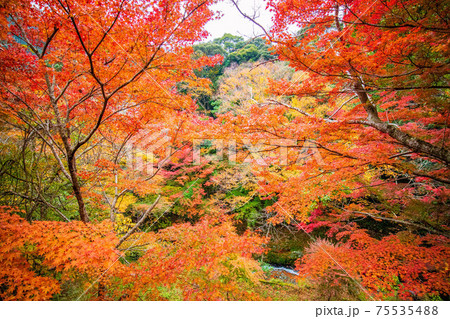 伊豆半島河津の秋　紅葉の河津七滝 75535488