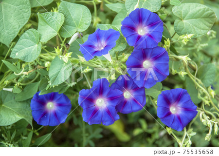 Ipomoea purpurea morning glory in the garden. Ipomoea purpurea morning glory in the garden. 75535658