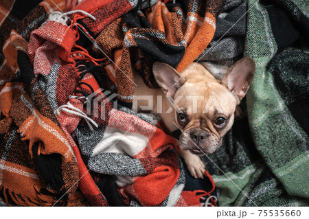 top view of cute french bulldog dog resting wrapped in plaid on sofa at home 75535660