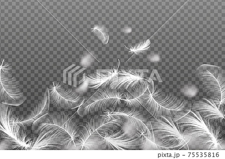 Ecological feather filler for pillows, blankets or jackets.Realistic vector goose or chicken feathers. 75535816