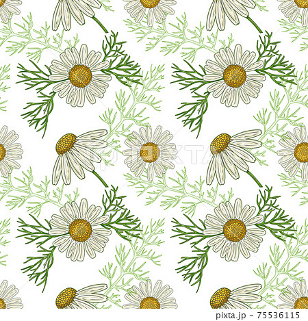 Medical Chamomile Floral seamless pattern 75536115