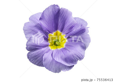Primula flower, isolated on white. Blue primrose close up. Primula flower, isolated on white. Blue primrose close up. 75536413
