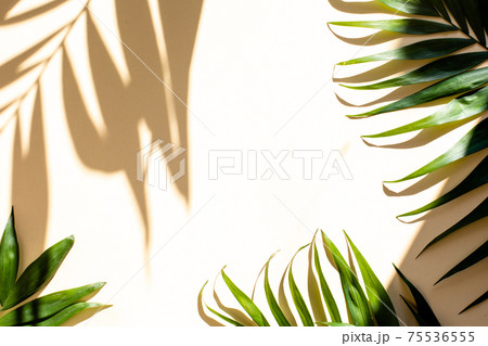 Stylish mock up of palm leaves and shadows Stylish mock up of palm leaves and shadows 75536555