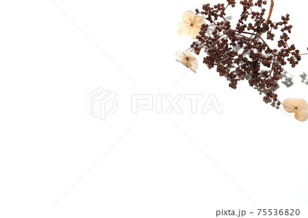 枯れたツルアジサイ 75536820