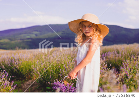 The little girl collects flowers on a lavender field 75536840