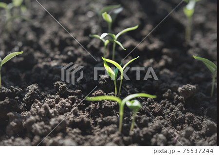 Green sprout on the ground , Gardening concept 75537244