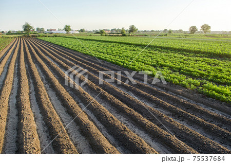 Farm field planted landscape of potatoes and carrots. An empty seeded area with ridges. Agroindustry and agribusiness farming. Beautiful countryside farmland. Growing care and harvesting. Farm field planted landscape of potatoes and carrots. An empty seeded area with ridges. Agroindustry and agribusiness farming. Beautiful countryside farmland. Growing care and harvesting. 75537684