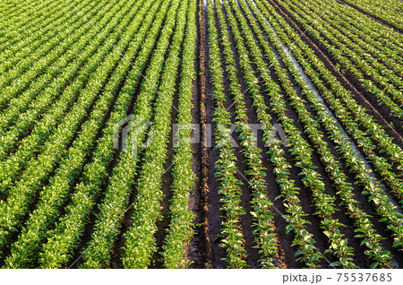 Landscape of a farm field of plantation of potato and eggplant bushes. Surface heavy irrigation system. Agroindustry, agribusiness farming. Aerial view. Beautiful countryside farmland. Growing food Landscape of a farm field of plantation of potato and eggplant bushes. Surface heavy irrigation system. Agroindustry, agribusiness farming. Aerial view. Beautiful countryside farmland. Growing food 75537685