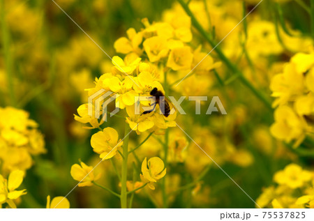 菜の花 三月 菜の花 三月 75537825