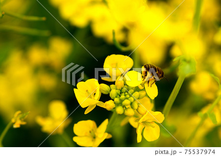 菜の花 三月 菜の花 三月 75537974