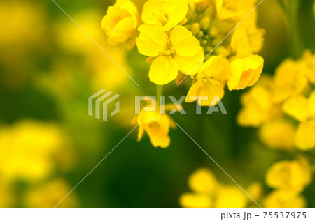 菜の花 三月 菜の花 三月 75537975