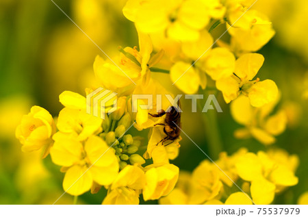 菜の花　三月 75537979
