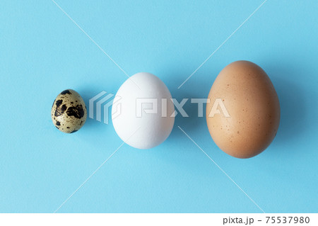 Three type of different birds eggs isolated on blue paper background. Various size and kind choice concept. Quail, egg and turkey eggs nutrients comparison. Segregation and equlty 75537980